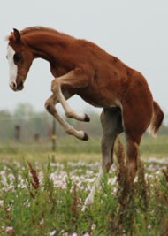 baby_horse_jumping
