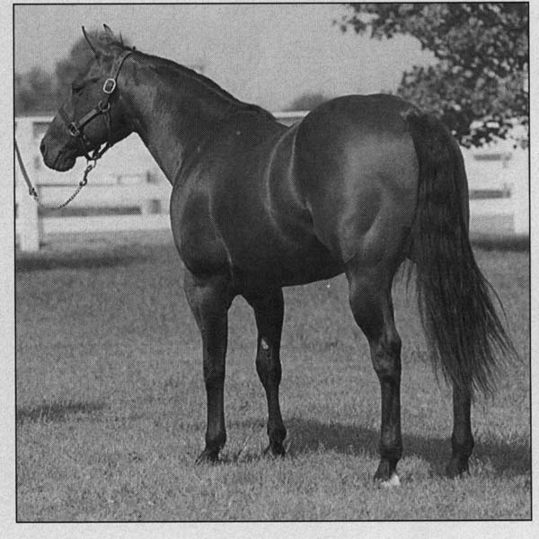 Buster Welch - AQHA